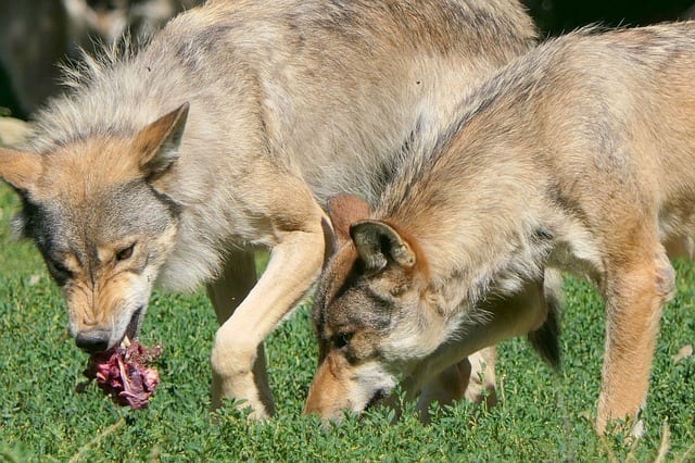 David Mech described an ‘ownership zone’ around the wolves' mouth, which was respected by others.