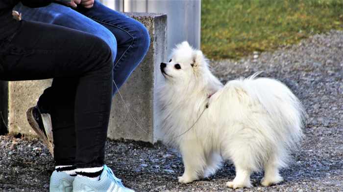 Training cements the authority structure in the life of the pet.