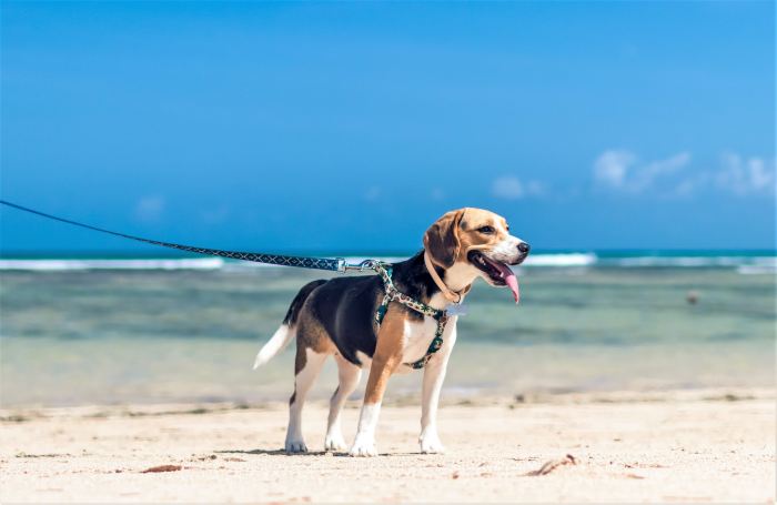 To discourage wandering, engage the dog in extended walks during which it has ample opportunities to explore.