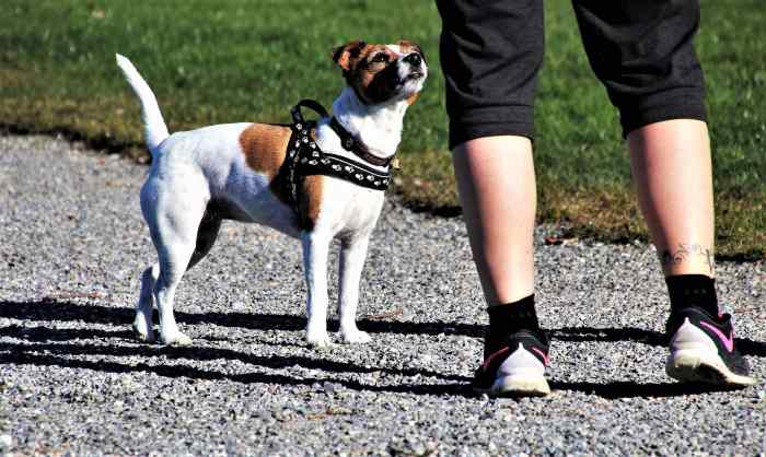 5-useful-tips-to-stop-your-dog-from-nipping-or-biting