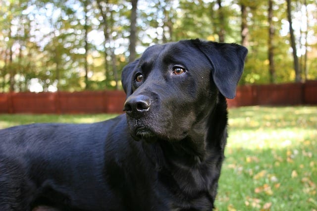 Dogs won't associate your yard only with going to potty, but also the many perks (enticing sights and smells the yard has to offer).