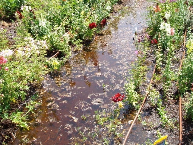 The soil absorbs Irrigation water, which is then sucked up by the root system of plants.
