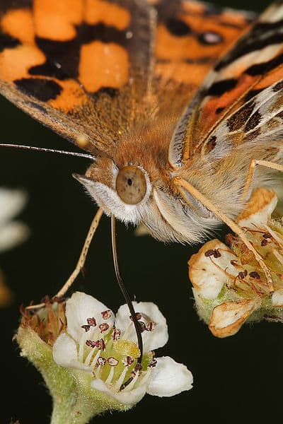 A Painted Lady Butterfly feeds on nectar produced by the flower. She found it originally by following its scent carried through the air on water vapor molecules.