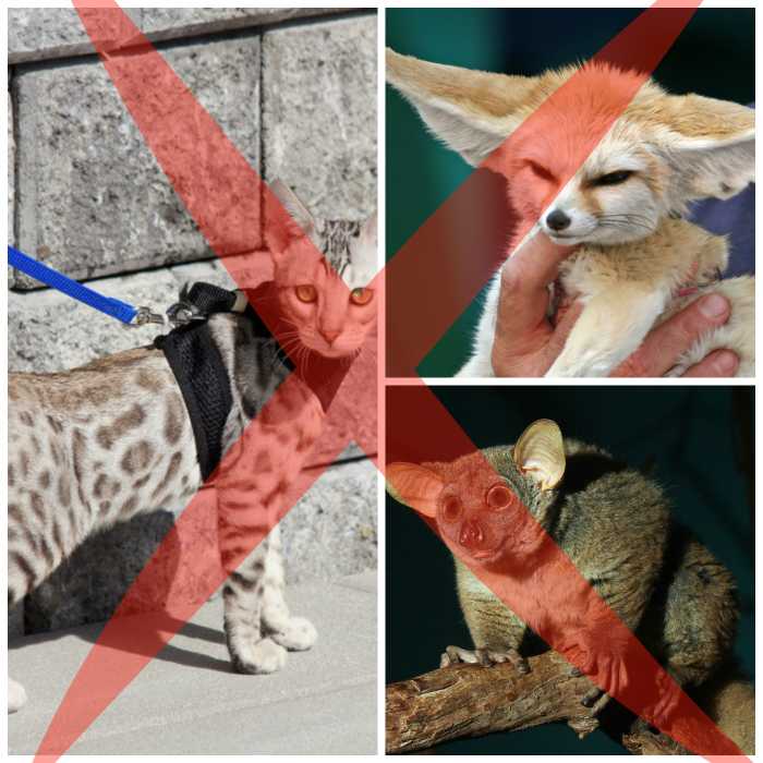 *Note, the cat in the photo is a Savannah cat, hybrid with a serval, therefore it would likely be banned.