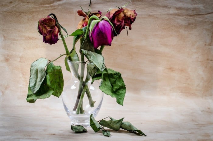 The brilliance of fresh roses withers away after the revelation of broken trust.