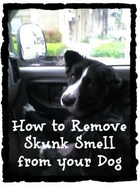 A tried and true recipe to remove the skunk smell off your dog. Works great and very inexpensive. This is Simon our Border Collie. He likes to chase skunks.