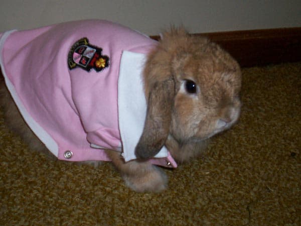 Too cute for this shirt... so cute it hurts...Wicket is modeling a little pink sports sweater in the picture to demonstrate just how amenable bunnies can be to wearing clothing.