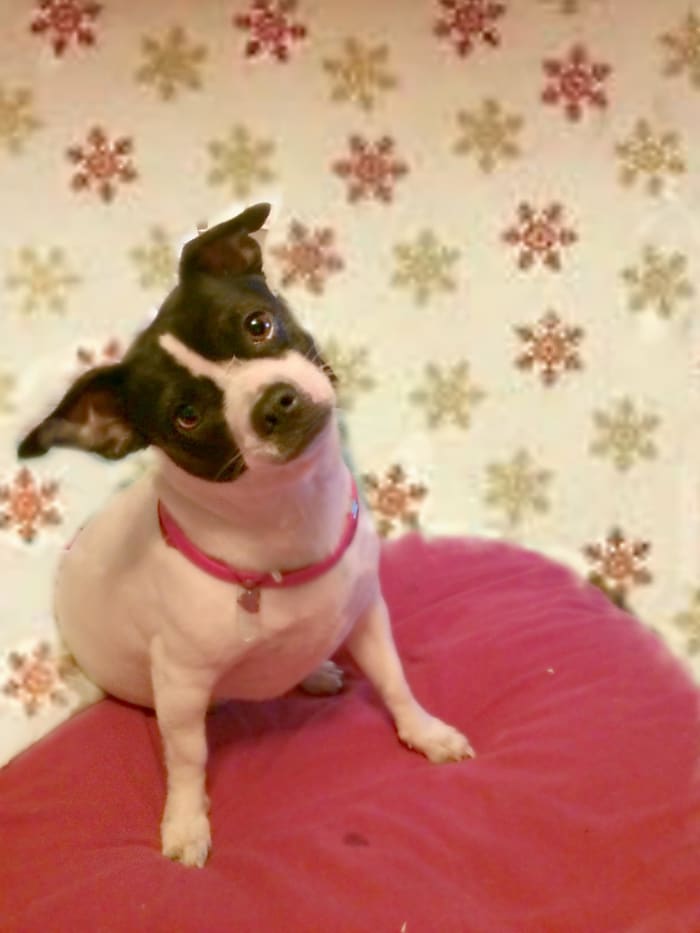 all-about-dog-pregnancy