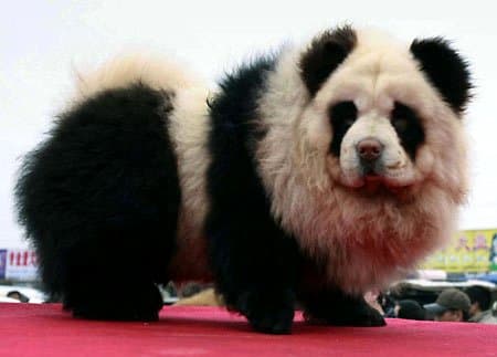The panda dog is a new species of hybrid panda-meets-dog found in Japan and China. Get this new designer dog while they're hot!