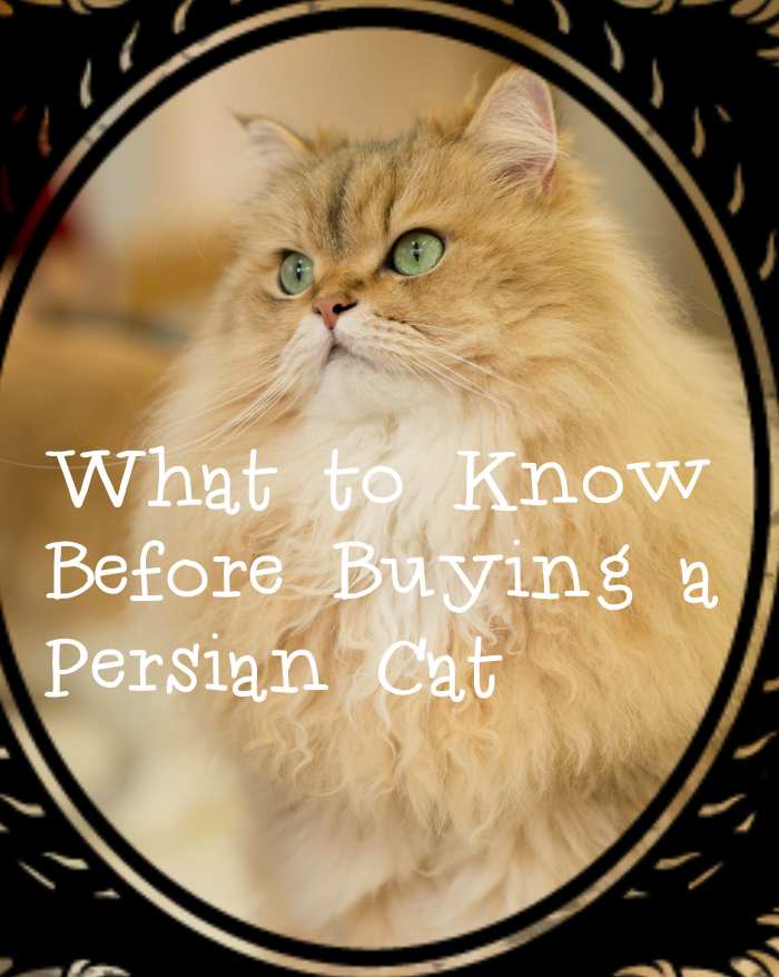 Things to Consider Before Buying a Persian Cat PetHelpful By fellow