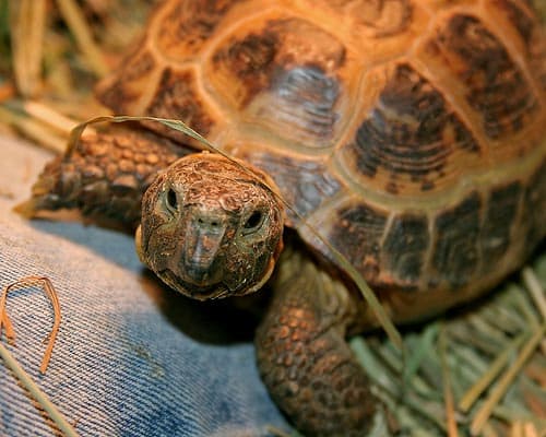 Russian Tortoise Full Size