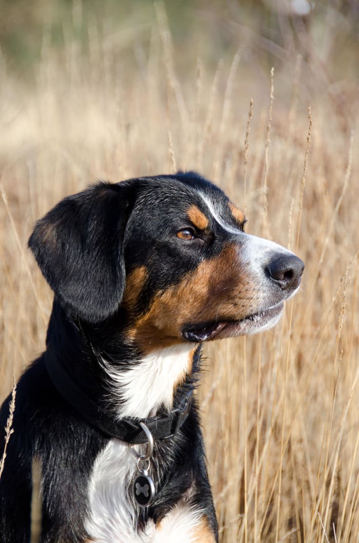 A shutter speed of 1/1000 sec and an aperture at f/ 5.6 keeps this dog's face in perfect focus, whereas the background has been blurred...