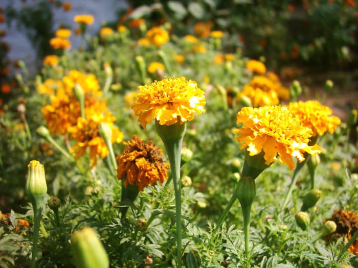Marigold Tagetes - These are the plain yellow variety - the most common variety but still very pretty and useful.