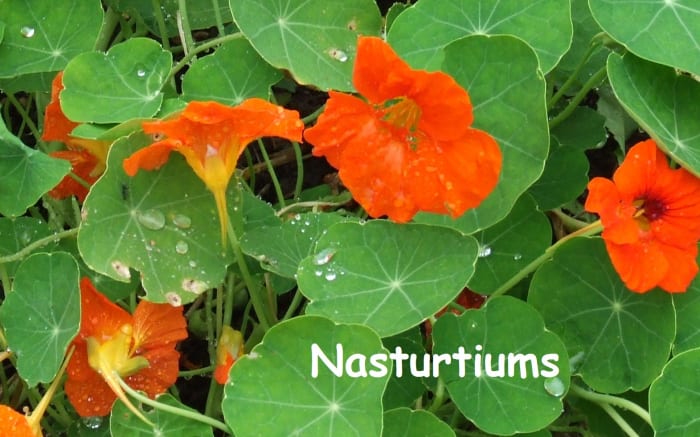 Nasturtiums come in different colors but are always cheery blooms. The leaves add a shock of green, and may also be variegated.