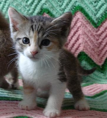 Caging kittens for the first few weeks of their life is the best way to ensure good litter box habits later on in life.