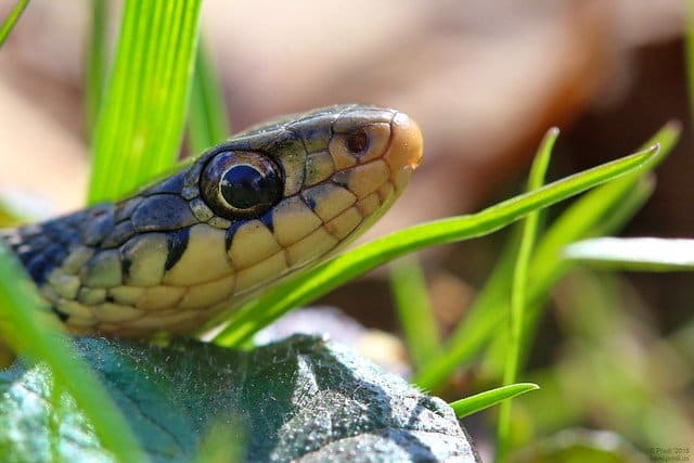 This article will detail various methods of controlling the snake population in your garden and around your home.