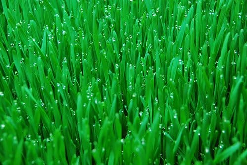 Hydroponic wheat grass. Photo Credit: http://www.flickr.com/photos/barnyardbbs/536028868/ under Creative Commons Attribution License