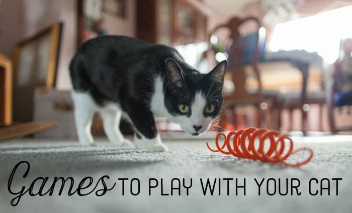 Cats often like playing hunting and batting games. It's easy to use simple objects to play with your cat!