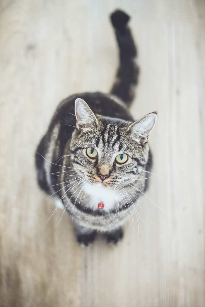 If your cat has cancer, you need information so you can make an informed decision on treatment options.