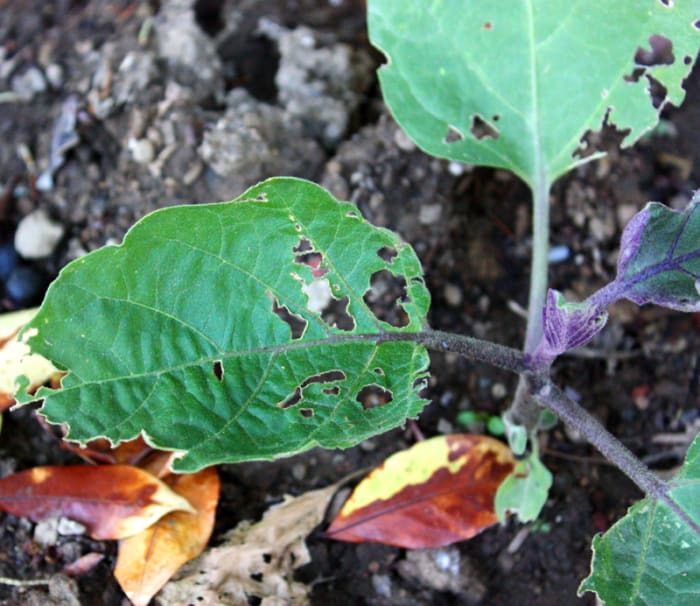 This picture shows the damage earwigs and slugs did to one of my eggplant bushes. If left untreated, this plant would have died within weeks.