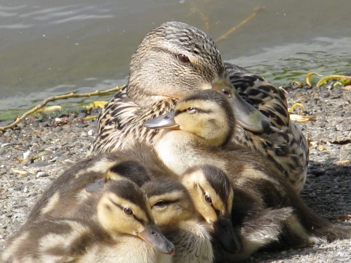 A female mallard and her ducklings confidently resting on the ground beside Lost Lagoon