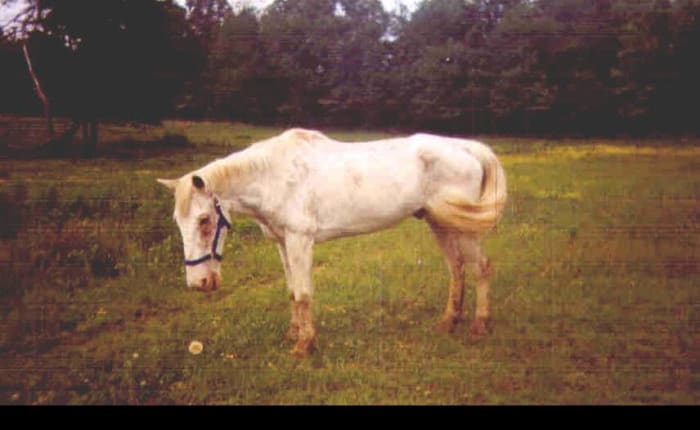 This is Shonac two weeks after being rescued. He is still malnourished-looking, but he has greatly improved and is healing from a fungal skin disease.