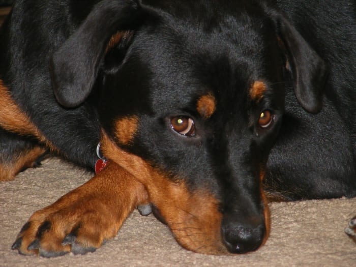 how-to-help-a-dog-in-heat