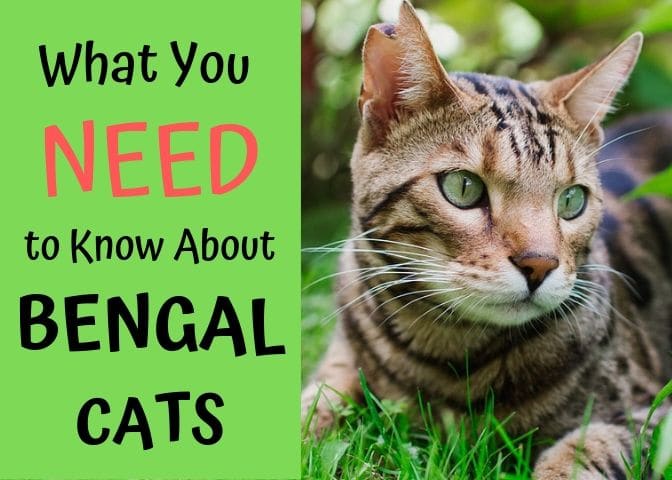 Bengal cats are beautiful animals, but they are far more than their looks. Here's what you need to know about these magnificent creatures before you take the plunge.