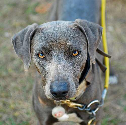 The intense stare of a Blue Lacy before turning out for a hunt. Photo by Julie Neumann, all rights reserved.