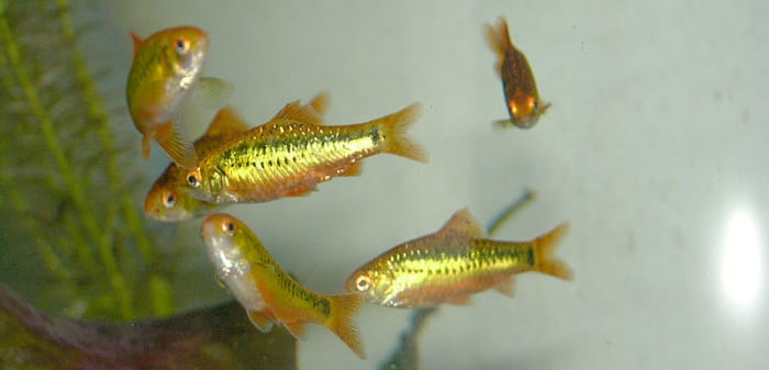 This school of gold barbs show off the characteristic bright metallic sheen that gives these fish their common name.