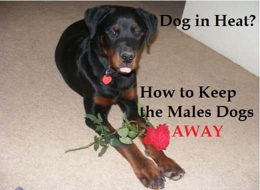 how-to-keep-male-dogs-away-from-females-in-heat
