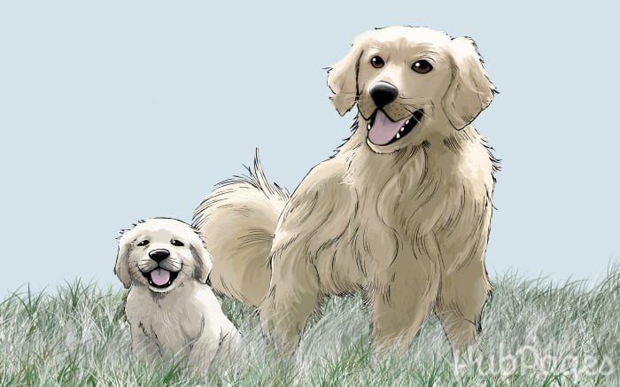 As your golden retriever matures from a puppy to a full-grown dog, it will go through sudden spurts of growth.