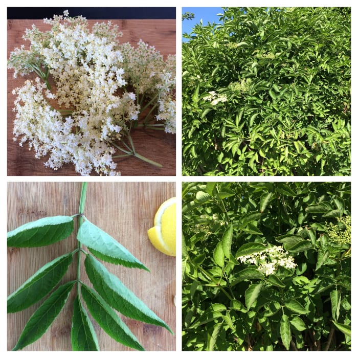 Identifying elderflowers. Top left, the sprays of flowers; bottom left, the leaf; right, the shrubby tree in a hedgerow.