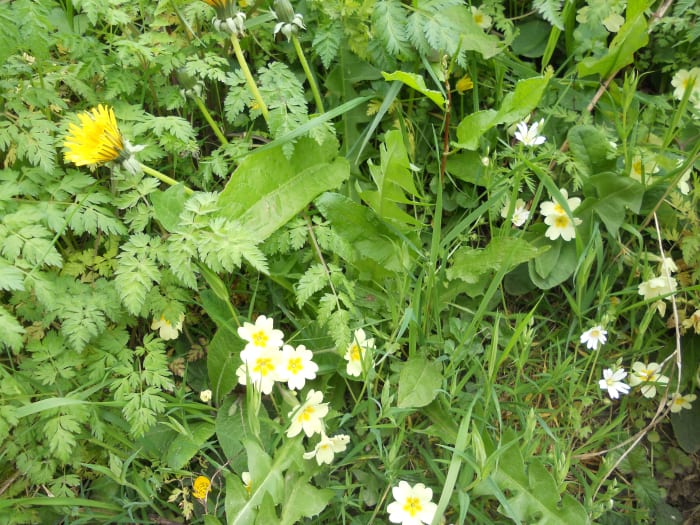 In this photo, there are primroses (centre bottom), dandelions (top left) and greater stitchwort (right) in a grassy bank