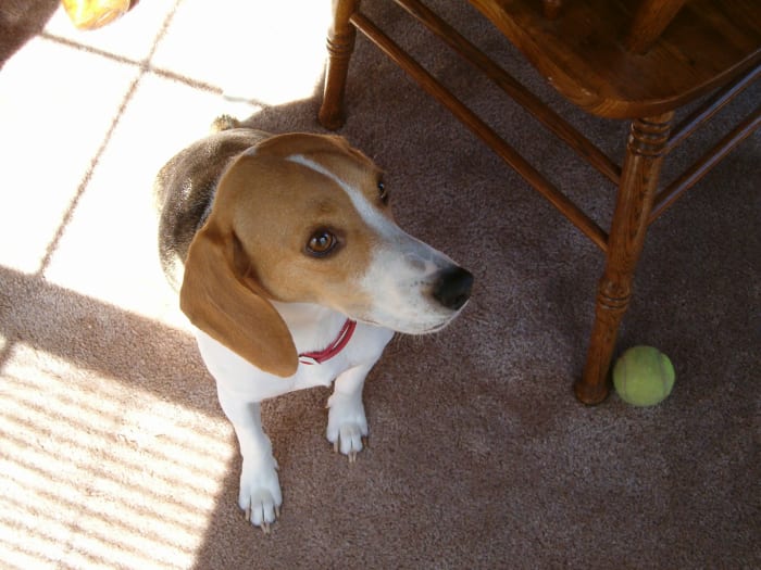My precious beagle, who is now getting so much older. This is a picture of her when she was so much younger.