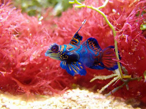 The mandarin fish is the most beautiful member of the genus Synchiropus. It is also one of the most breath-taking marine fish ever found in our oceans.
