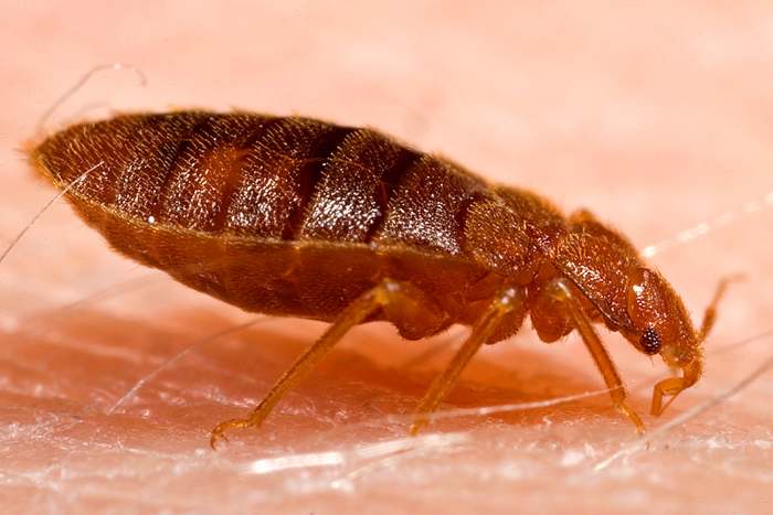 An adult Cimex Lectularius also known as a bed bug.
