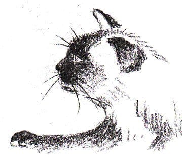 Siamese cat profile, 9B graphite pencil (super soft) on paper by Robert A. Sloan. The finished demo drawing. Model is Aristophenes MRC Sloan, the cat who owns the author.