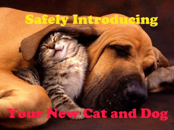 It is possible for your cat and new puppy to meet and get along.
