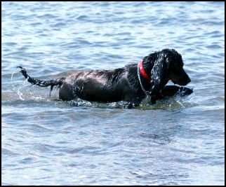 The Effects of Salt Water on Dogs - PetHelpful - By fellow animal ...