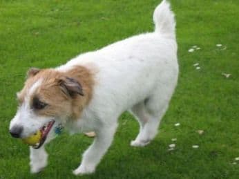 top-reasons-to-neuter-your-jack-russell