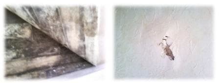 Above left, the horror of rotting floorboards hiding beneath the carpet. Above right, plaster that has bubbled and cracked due to damp.