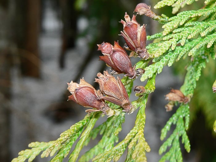 Semi di coni di cedro rosso occidentale