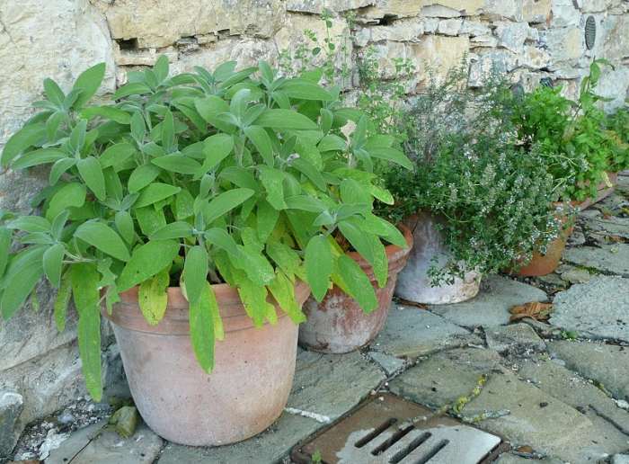 Even if you don't have a lot of space, you can still grow herbs in pots and enjoy the benefits of a wonderful garden.