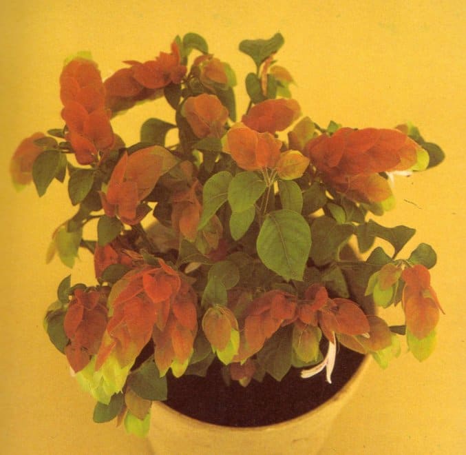 A well-grown, compact shrimp plant of Beloperone guttata, which may also be marketed as Drejerella guttata or Justicia brandegeana.