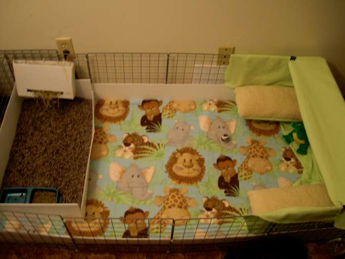 Choosing to build a C&C cage means the sky's the limit to all different types of customizations. This is a 2x4 C&C cage that my piggies Wilson and Apollo currently share.