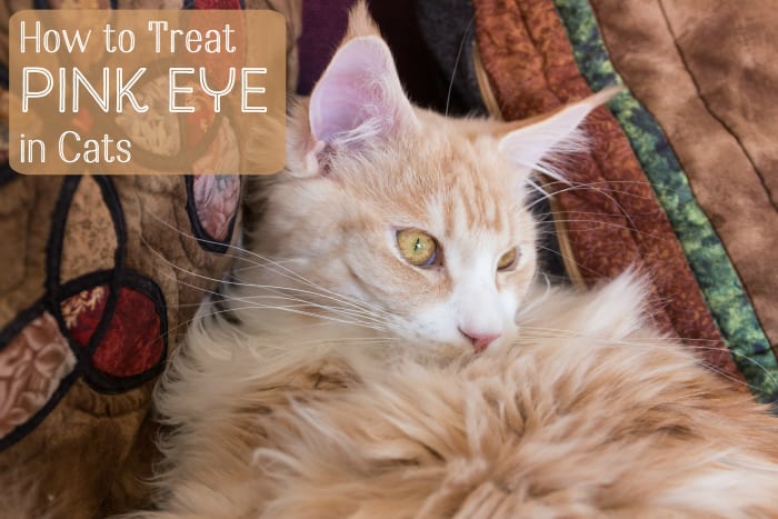 Conjunctivitus is an inflammation of the membrane that covers a cat's inner eyelids and the surface of the eyeball.