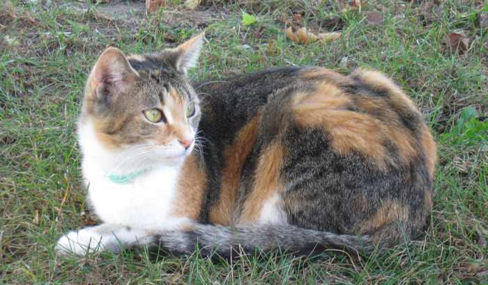 Though cats love to explore the outdoors, even the toughest of them aren't huge fans of being trapped out in the cold, rain, or snow.
