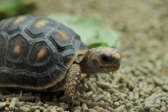 Red-footed tortoises tend to be healthy, but there are some potential injuries and ailments to watch out for.