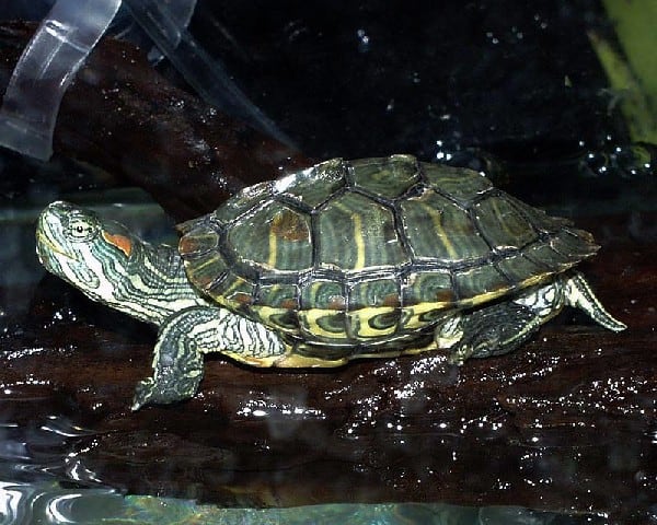 Best Beginner Pet Turtles and Tortoises - PetHelpful - By fellow animal ...